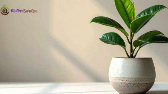 Sewa Tanaman Hias di Kantor untuk Ciptakan Lingkungan Kerja yang Sehat, Nyaman, dan Produktif