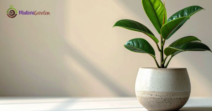 Sewa Tanaman Hias di Kantor