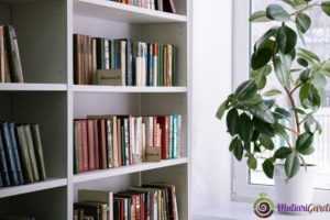 Sewa Tanaman Hias di Mall untuk Suasana Lebih Asri, Elegan, dan Nyaman