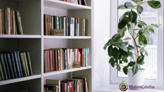 Sewa Tanaman Hias di Mall untuk Suasana Lebih Asri, Elegan, dan Nyaman