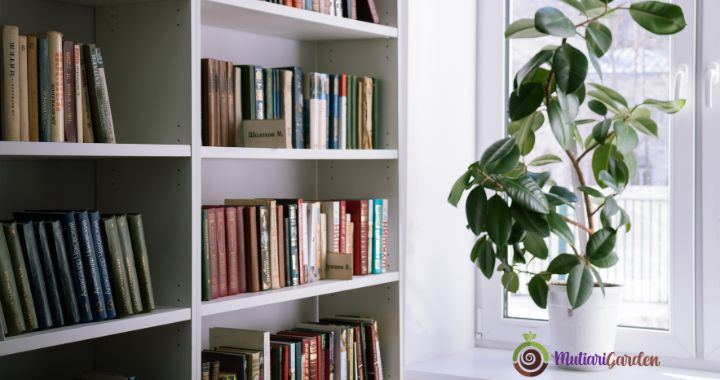 Sewa Tanaman Hias di Mall