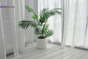 Sewa Tanaman Hias di Rumah Sakit untuk Menciptakan Suasana Nyaman dan Sehat Bersama MutiariGarden.com