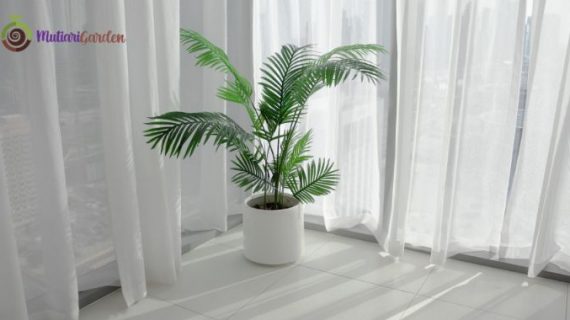 Sewa Tanaman Hias di Rumah Sakit untuk Menciptakan Suasana Nyaman dan Sehat Bersama MutiariGarden.com