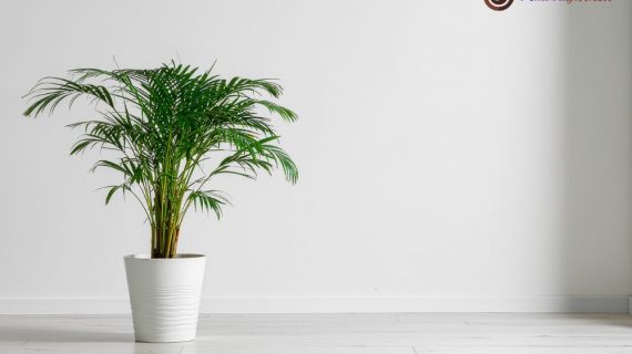 Solusi Green Office: Optimalisasi Lingkungan Kerja dengan Sewa Tanaman Hias di Intiland Tower