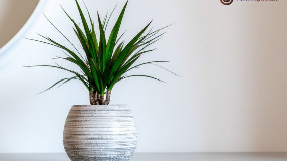 Segarkan Ruang Kerja Anda di Equity Tower dengan Layanan Profesional Sewa Tanaman Hias dari MutiariGarden.com